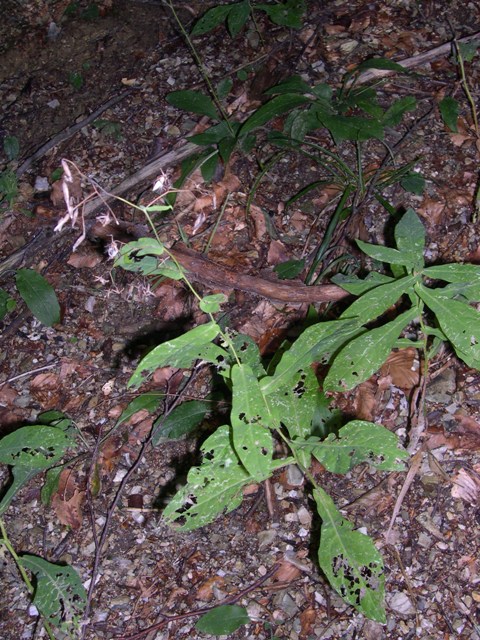 Prenanthes purpurea / Lattuga montana